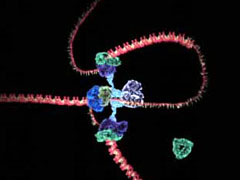 Žmogaus DNR molekulės dalinimosi/dauginimosi kompiuterinė simuliacija (PBS DNA Companion - The Secret Of Life)